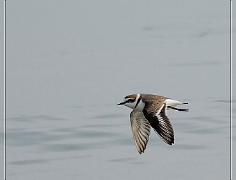 Animali 193
